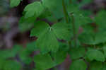 European columbine